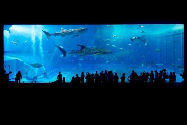 best aquariums india