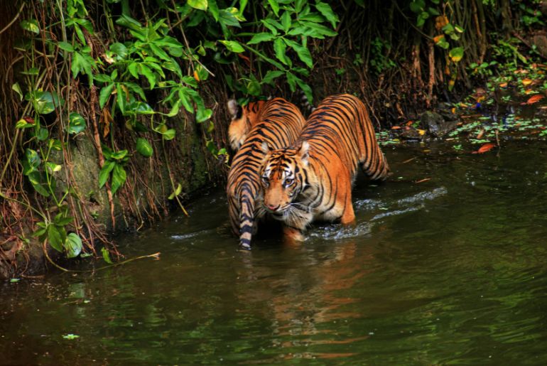 byculla zoo new tigers