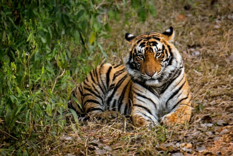 byculla zoo new tigers