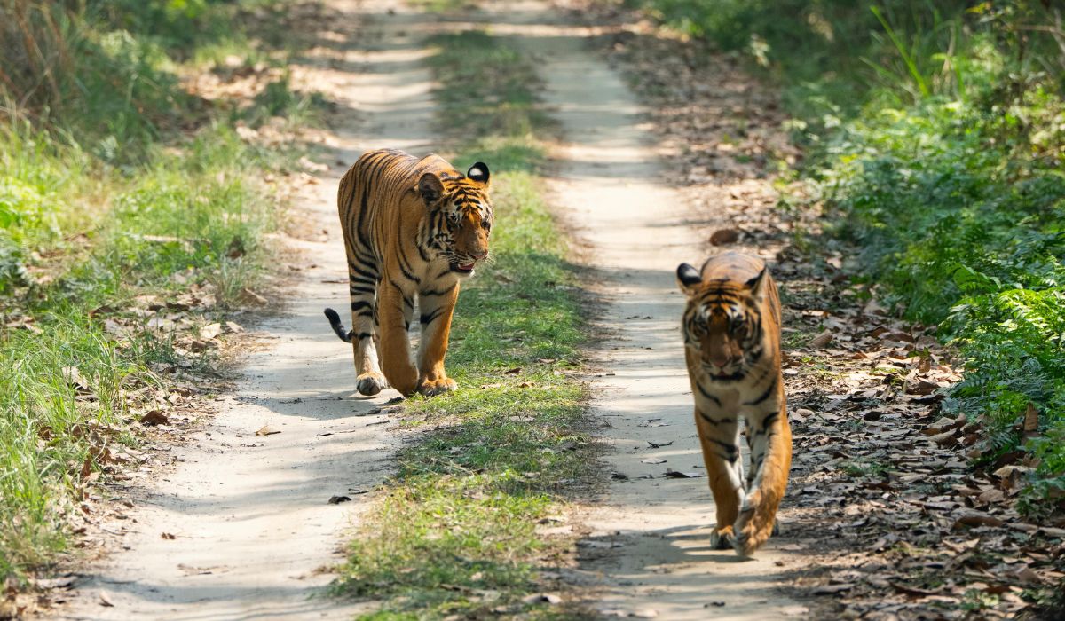 byculla zoo new tigers