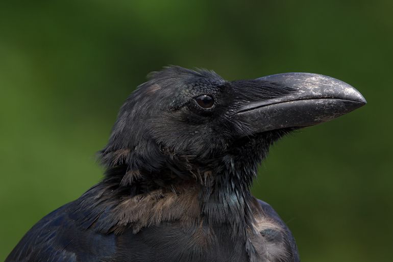 Appeasing The Planet: Significance & Rituals for Shani Jayanti 2026 2 crow