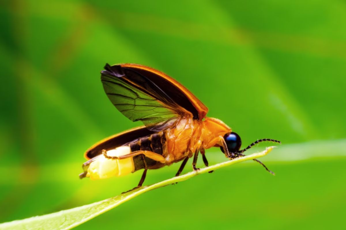 fireflies festival