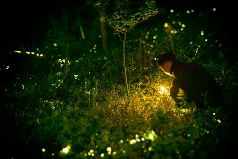 fireflies fireflies 2026 (1)
