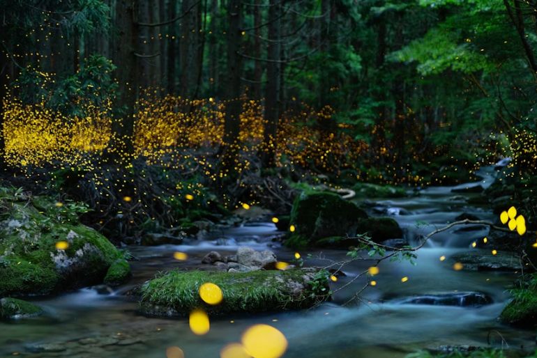 fireflies fireflies 2026