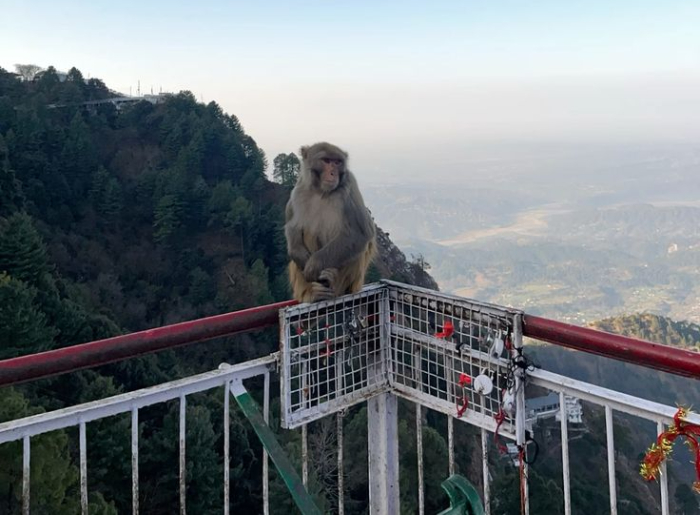2 Day Kasauli Itinerary covering viewpoints, walking trails and places to visit in Himachal Pradesh