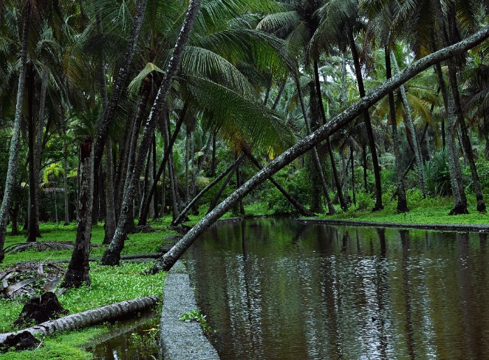 Best Time To Visit Thiruvananthapuram: Month-by-Month Breakdown 2 Best Time To Visit Thiruvananthapuram