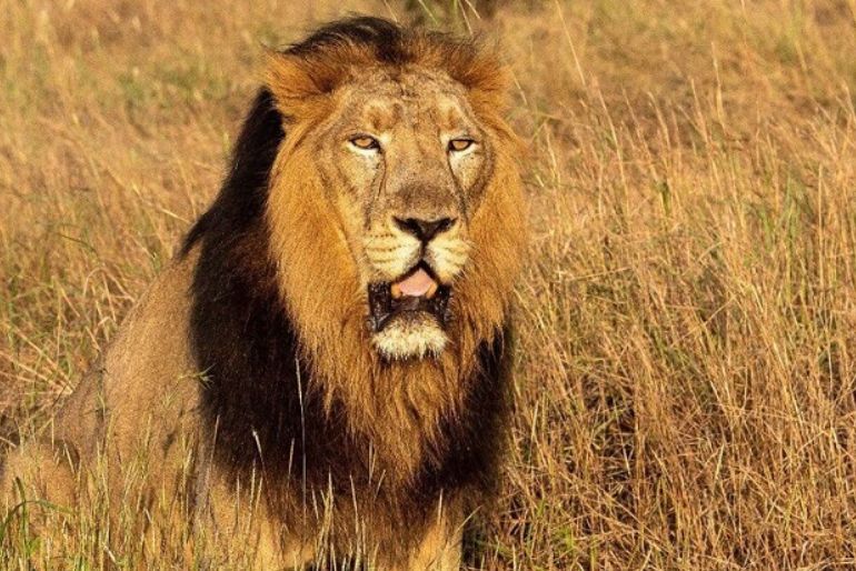Gir Annual Jungle Safari Season Ends, Safari Operations Halted For Monsoon 1 Gir Annual Jungle Safari Season (1)