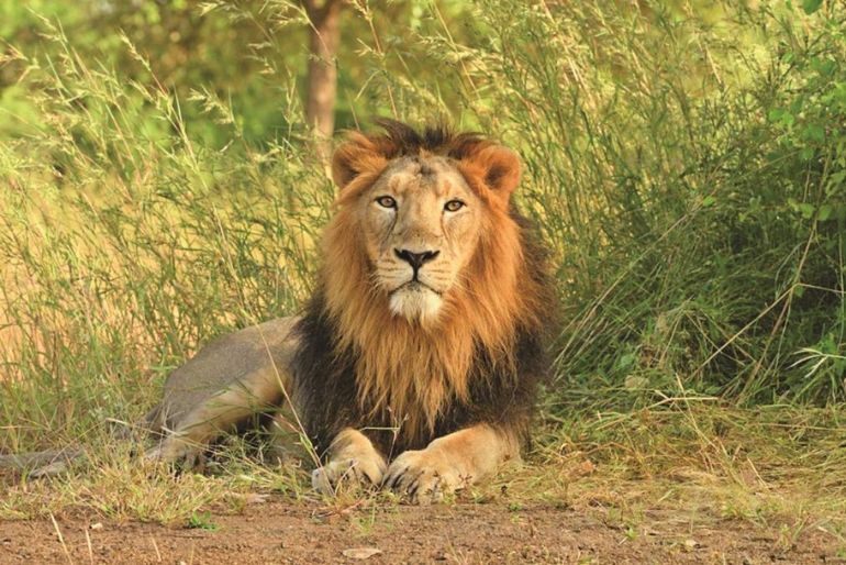 Gir Annual Jungle Safari Season Ends, Safari Operations Halted For Monsoon 2 Gir Annual Jungle Safari Season (2)