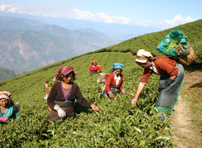 Sikkim Becomes India's First Fully Organic State