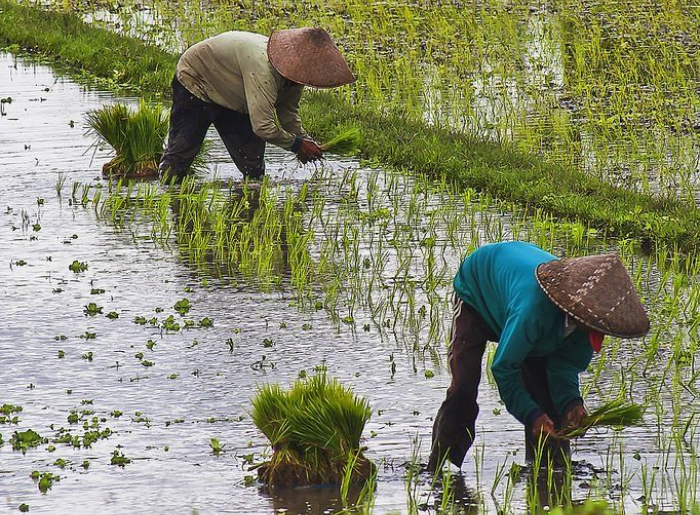 Sikkim Becomes India's First Fully Organic State