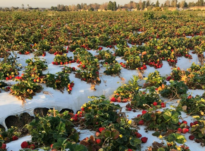 Mahabaleshwar In Monsoon: Best Stays & Strawberry Farms