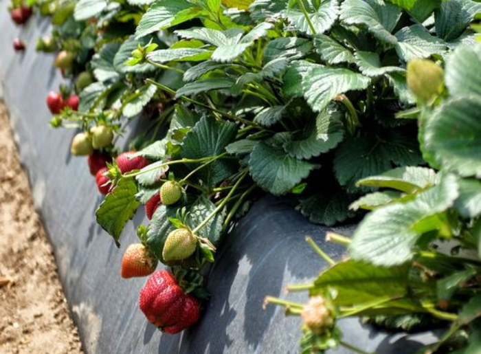 Mahabaleshwar In Monsoon: Best Stays & Strawberry Farms