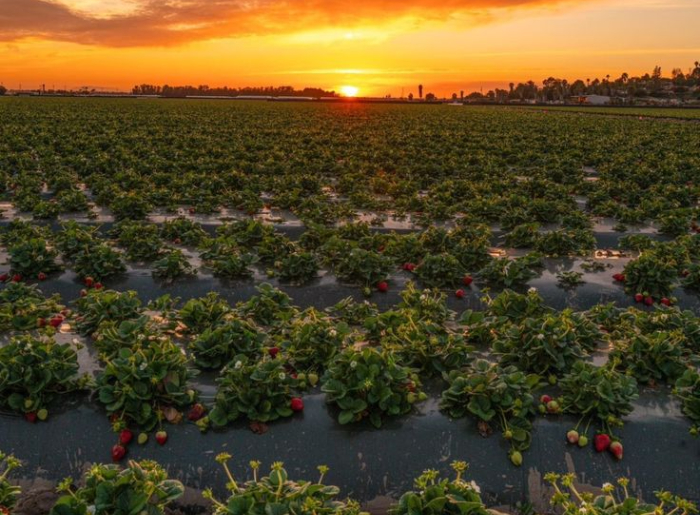 Mahabaleshwar In Monsoon: Best Stays & Strawberry Farms