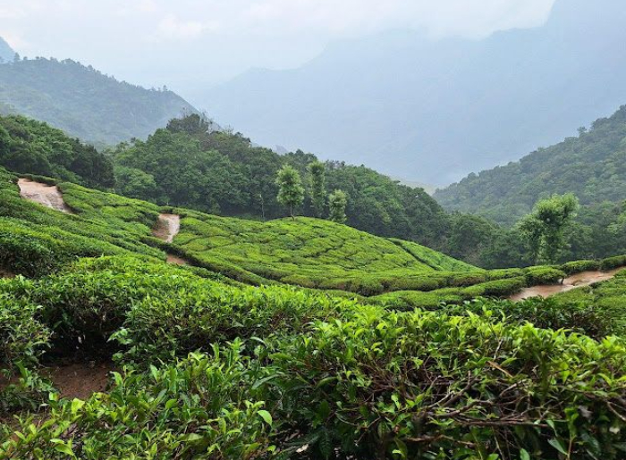 Munnar Monsoon Guide