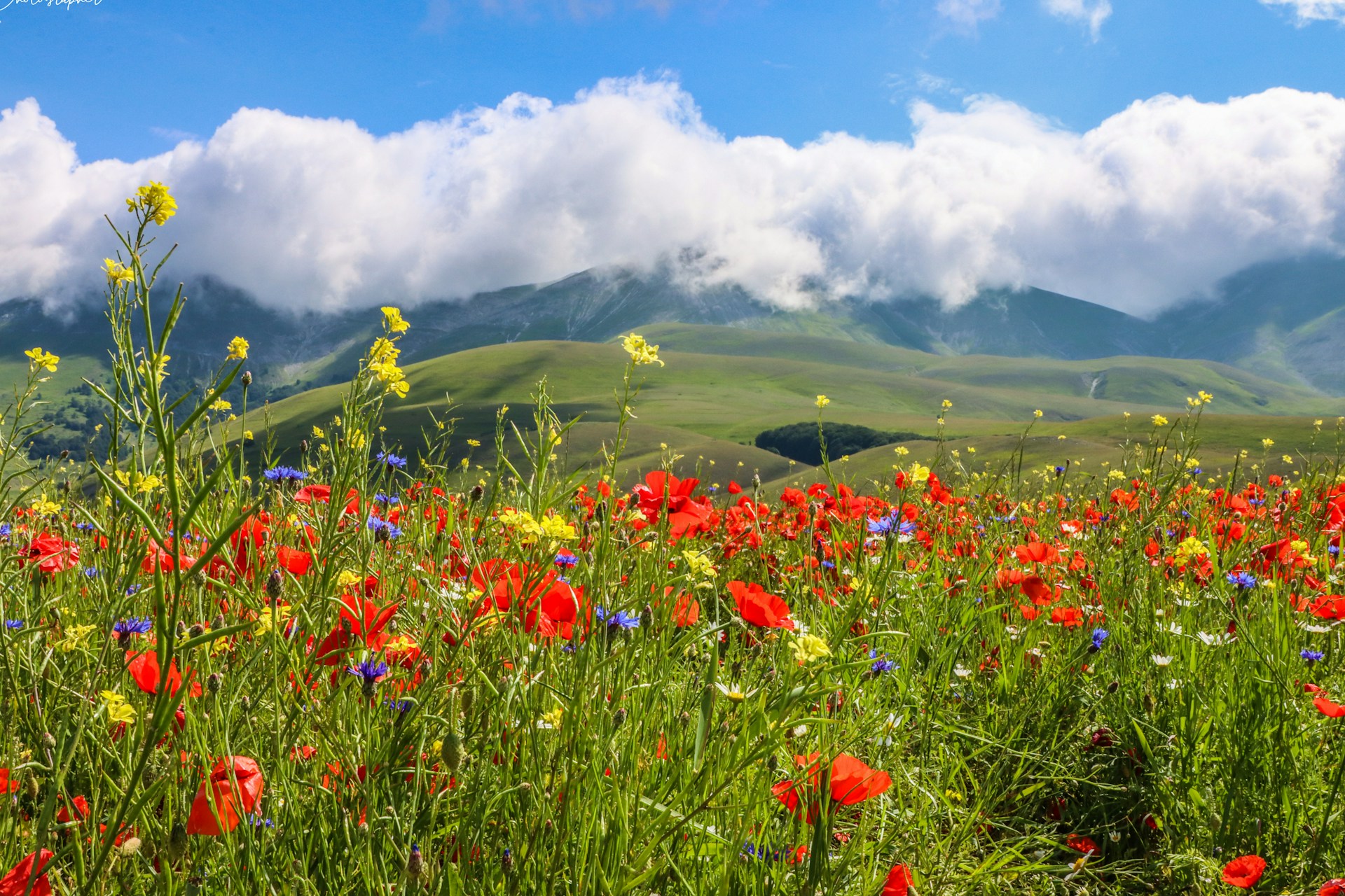 valley of flowers uttarakhand