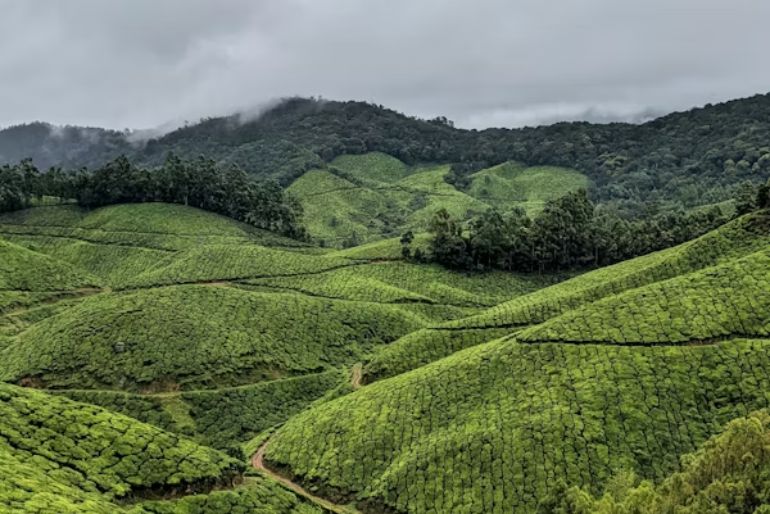 kerala travel monsoon june august guide (2)