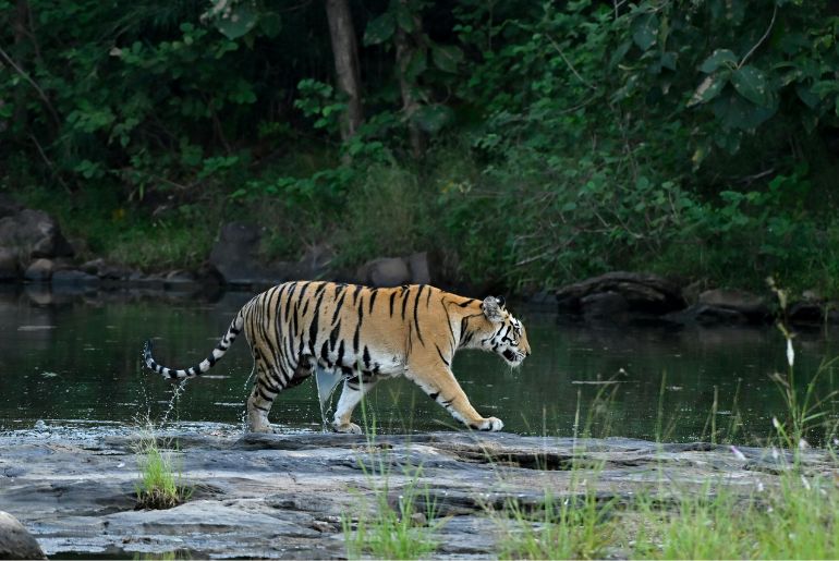 Maharashtra Govt To Unveil New Tiger Reserves, Leopard Safaris By 2029 1 maharashtra new tiger reserves