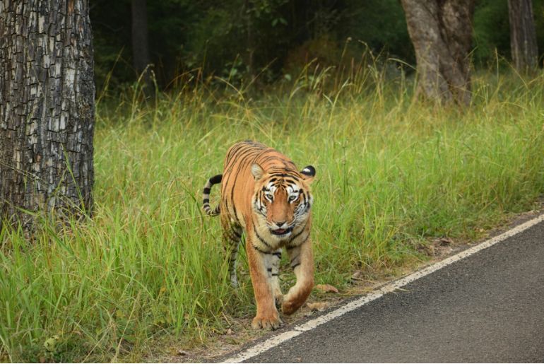 Maharashtra Govt To Unveil New Tiger Reserves, Leopard Safaris By 2029 2 maharashtra new tiger reserves
