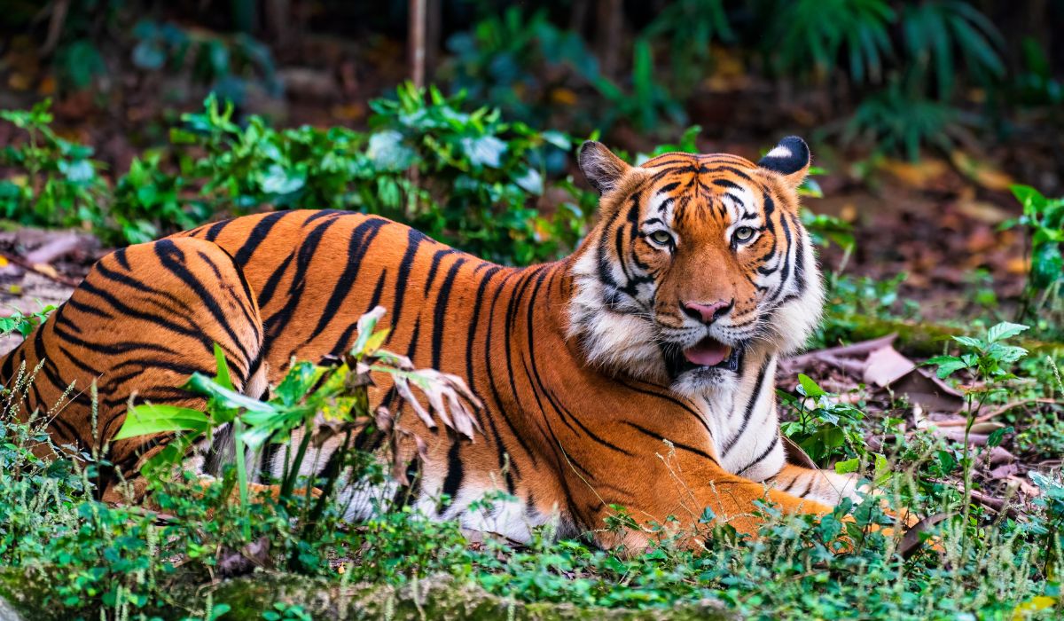 maharashtra new tiger reserves