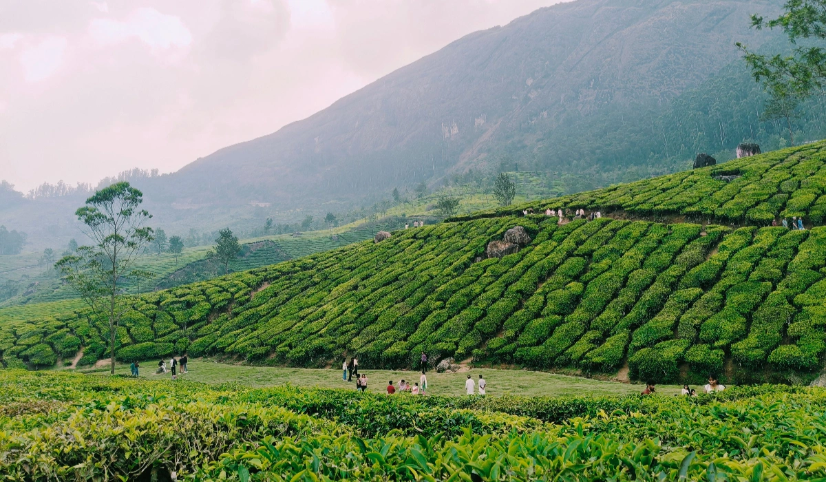 Best Time To Visit Idukki