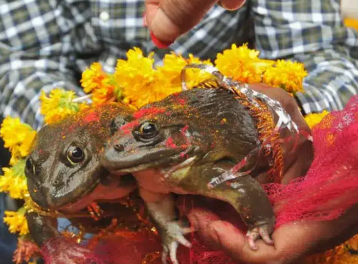 Indian Monsoon Rituals