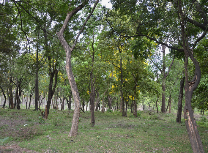 Marayoor Sandalwood Forest