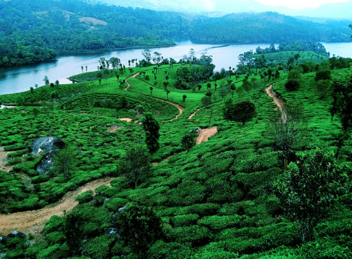 Munnar 3 Days 2 Nights Itinerary: Complete Day-Wise Plan 1 Munnar 3 Days 2 Nights Itinerary