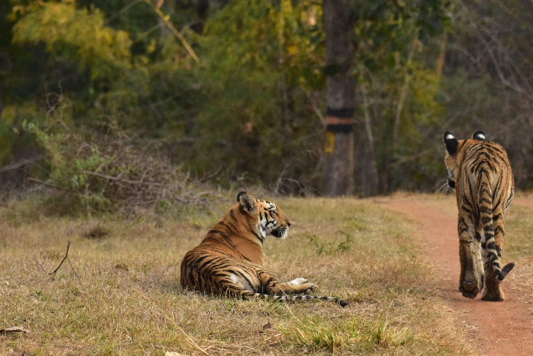 Top 10 Places To Visit In Palakkad 1 Parambikulam Tiger Reserve