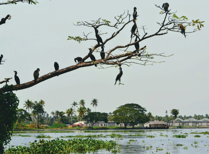 Places To Visit In Alappuzha