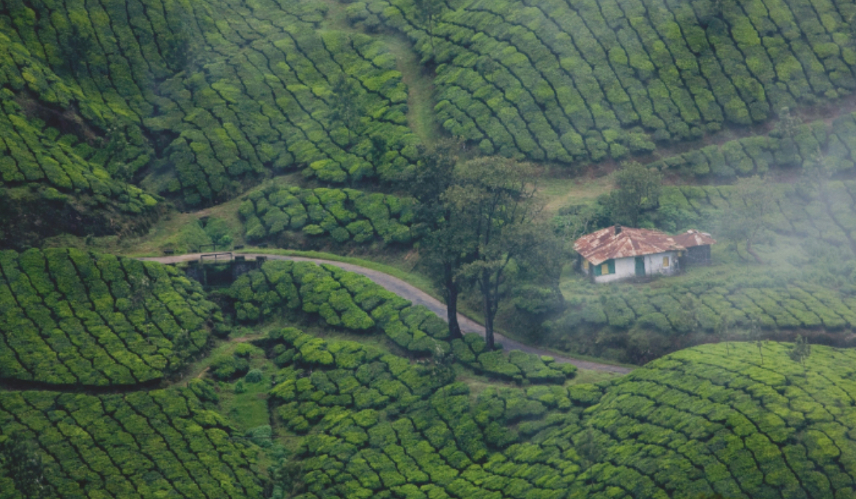 Places To Visit In Munnar