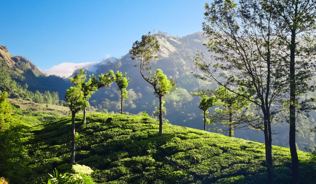 Travel Guide To Idukki