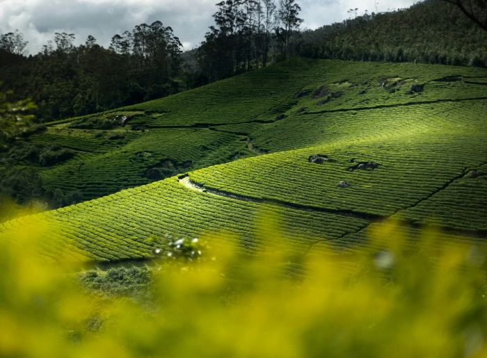 Wayanad 3 Days 2 Nights Itinerary