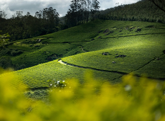 Wayanad Trip Cost