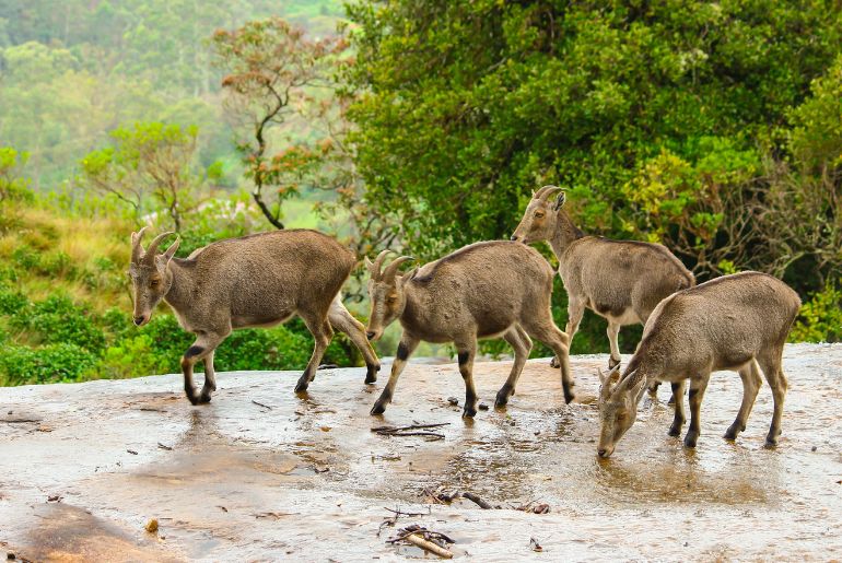 best time visit munnar