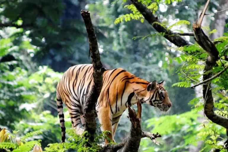 complete travel guide thekkady (2)