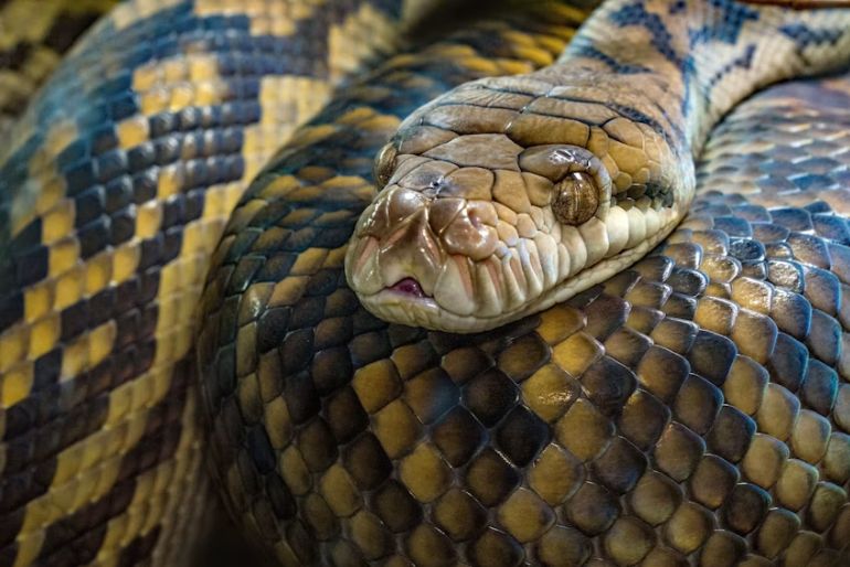 Snake Parks In India