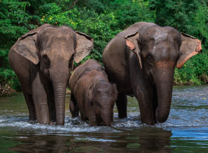 India’s 10 Best National Parks To Visit In September 2026 4 Best National Parks To Visit In India