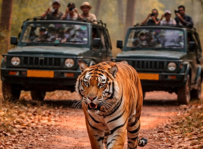 India’s 10 Best National Parks To Visit In September 2026 7 Best National Parks To Visit In India