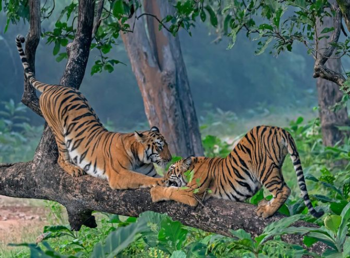 India’s 10 Best National Parks To Visit In September 2026 1 Best National Parks To Visit In India
