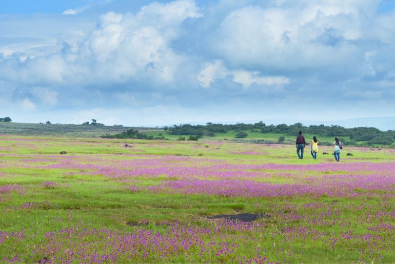 Kaas Plateau Maharashtra wildflowers in September