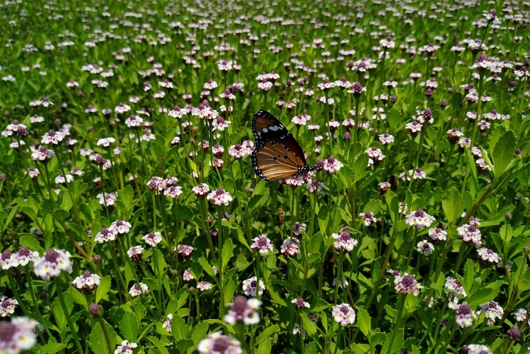Kaas Plateau flower season in 2026