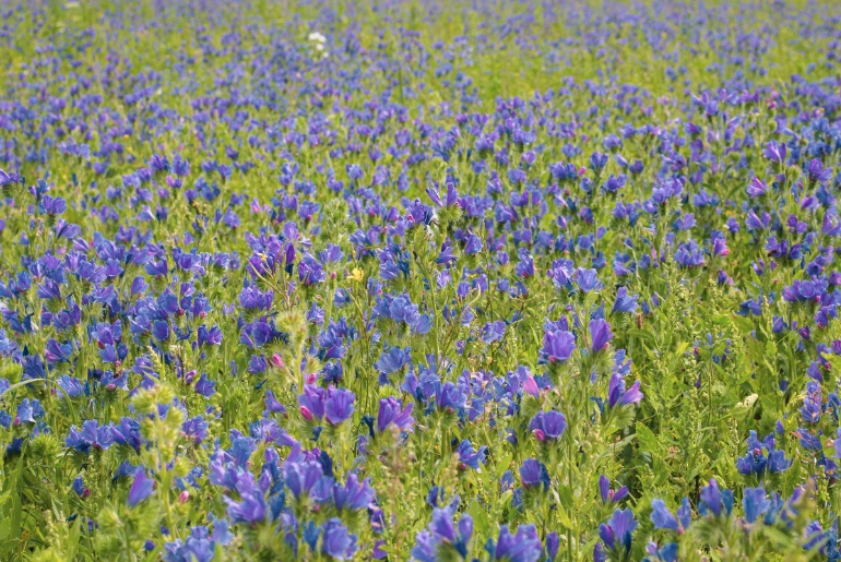 Kaas Plateau flower season in 2026