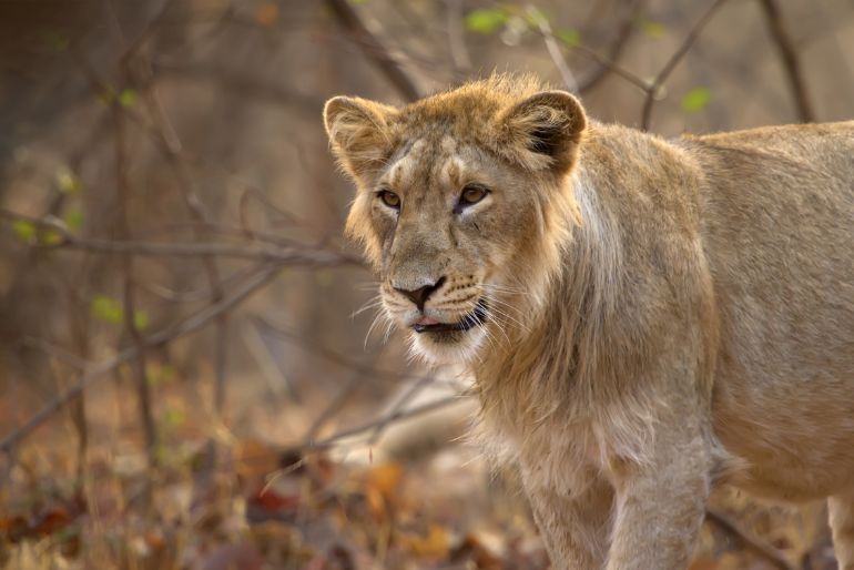 protected animals in india wildlife (1)