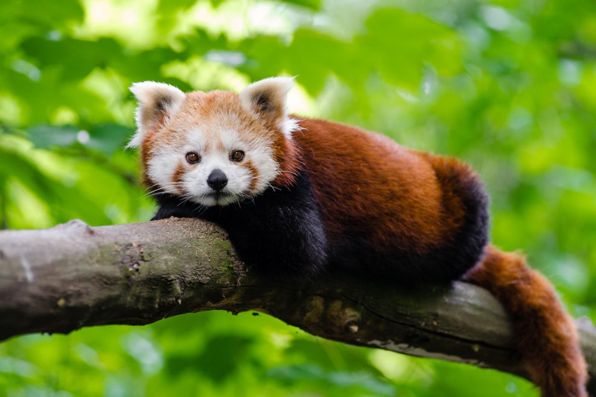 protected animals in india wildlife