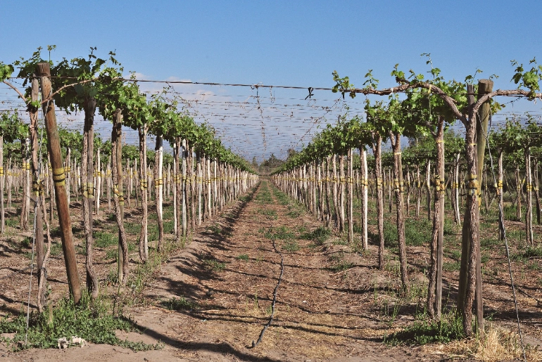 7 Amazing Vineyards In India For The Wine Connoisseurs 2 Vineyards In India