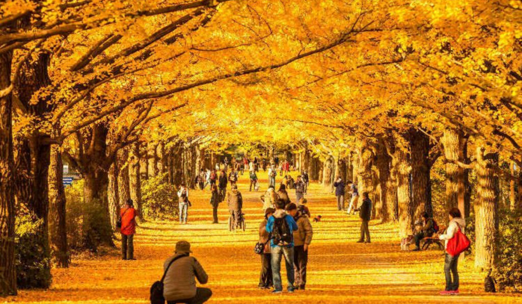 Places to see autumn leaves in October