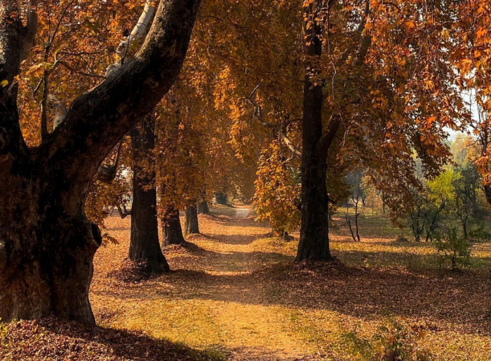 Green valleys and mountain scenery in Kashmir during September