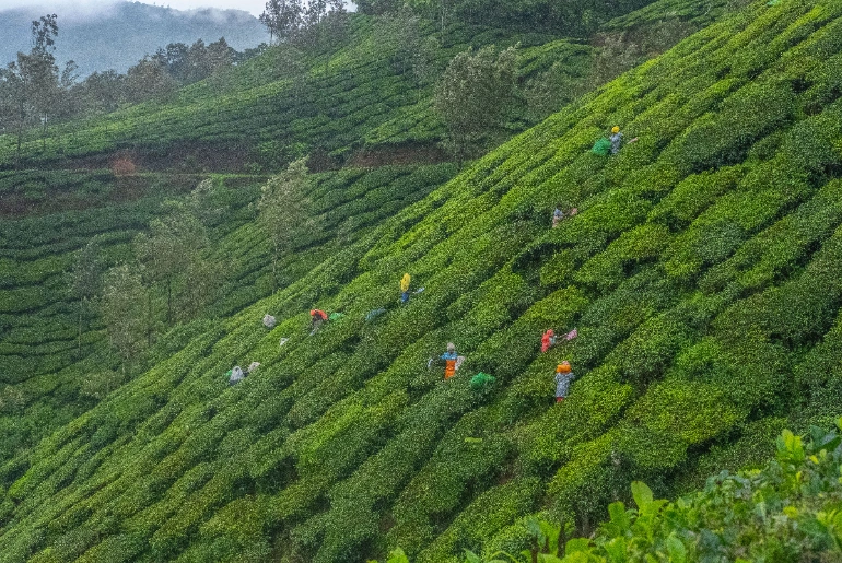Is October A Good Time To Visit Kerala? Weather, Rain And Places To Consider 1 munnar-kerala-october-weather.jpg