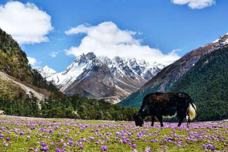 Yumthang Valley in Sikkim