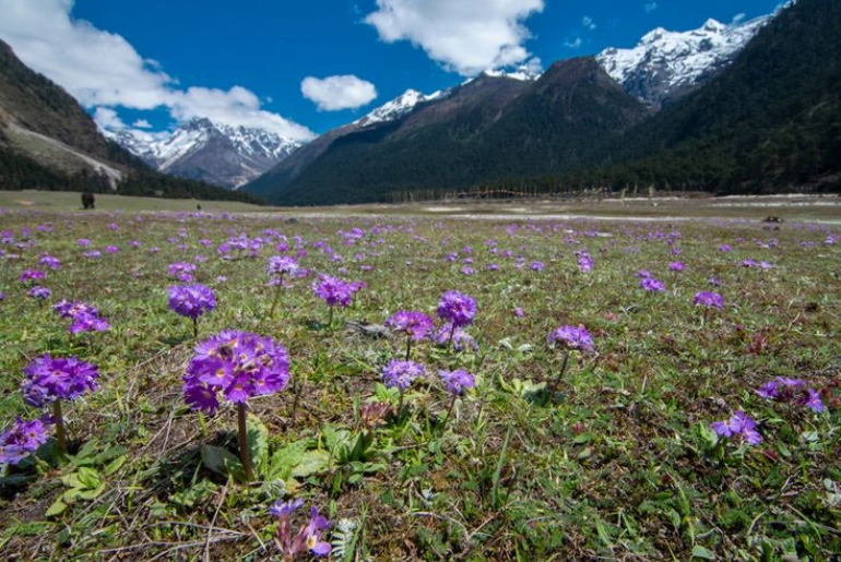 Yumthang Valley in Sikkim